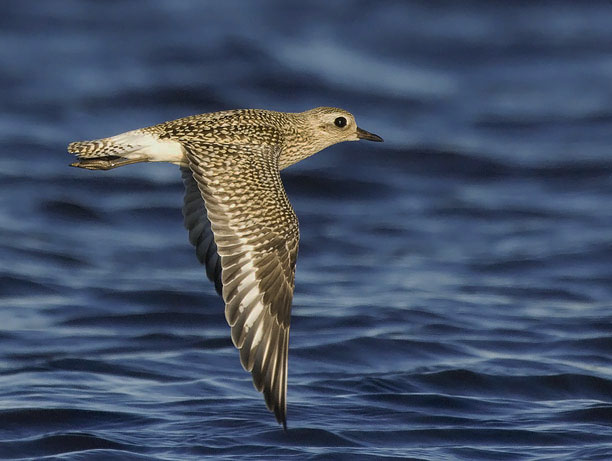 Tundrakurmitsa, Grey Plover, Pluvialis squatarola